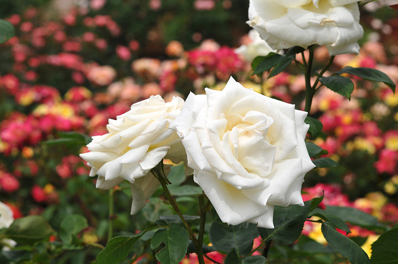image0181