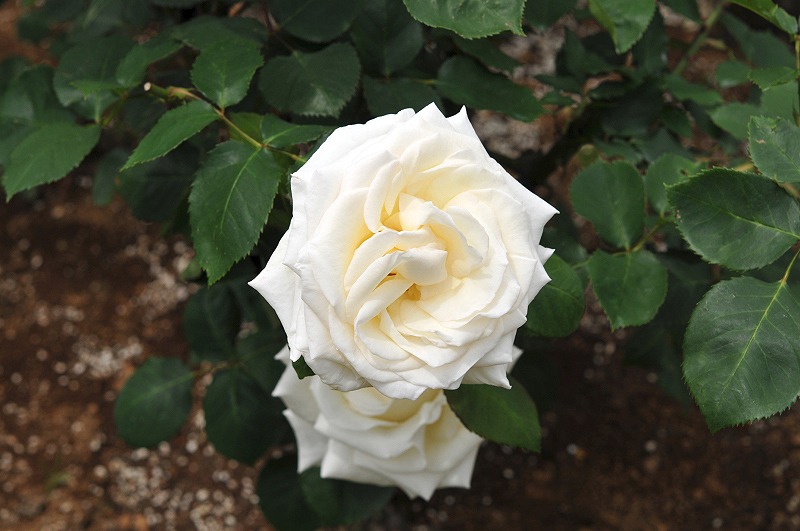 image0182