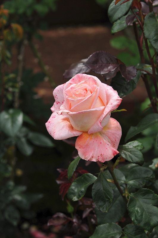 image0183