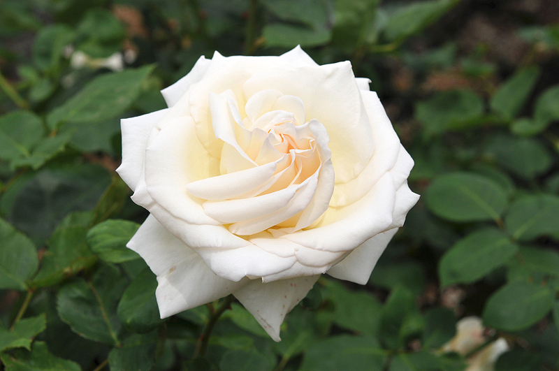 image0185