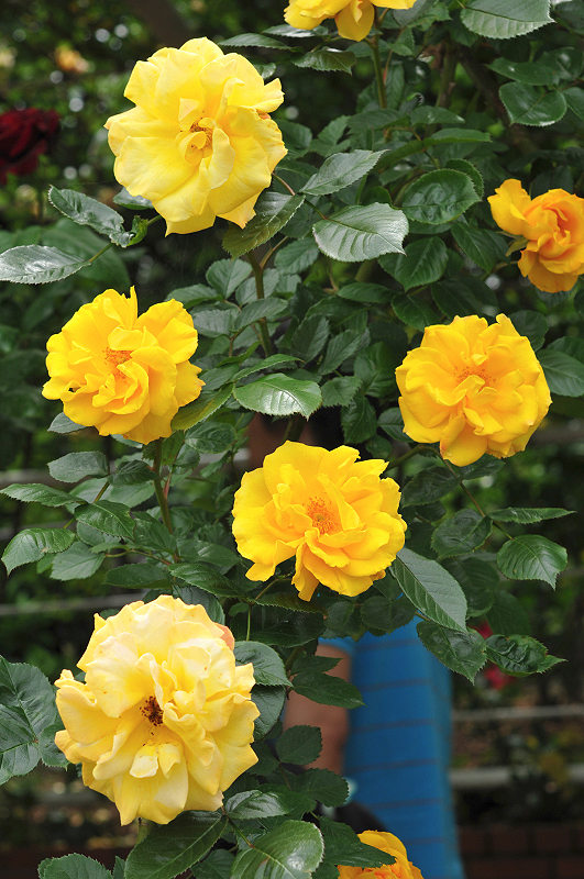 image0186