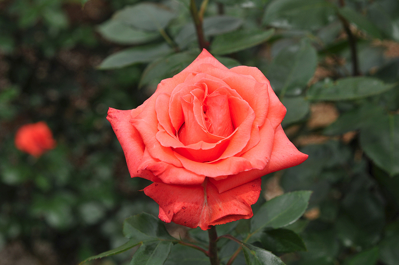 image0190