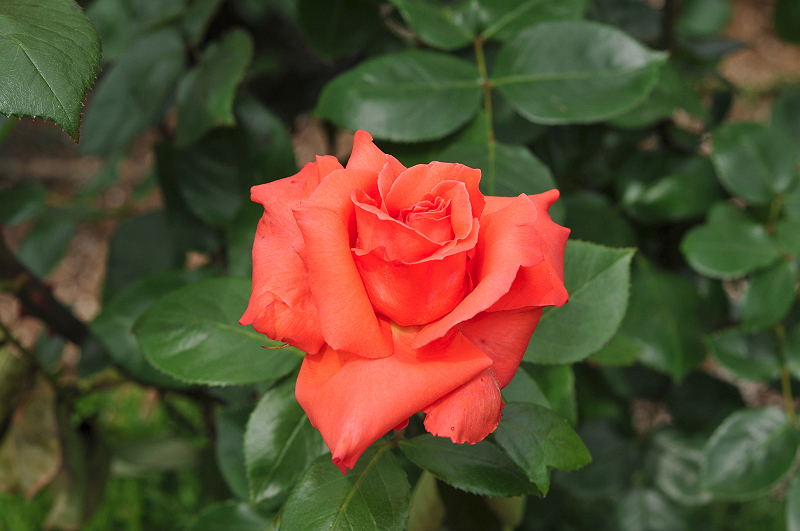 image0191