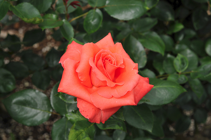 image0192