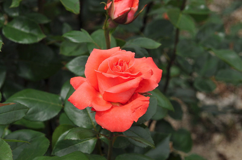 image0193