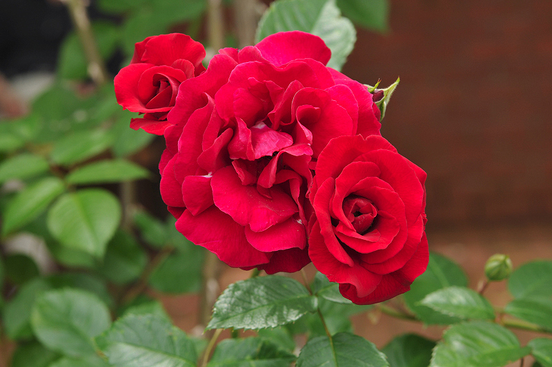 image0194