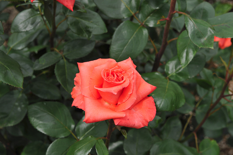 image0195