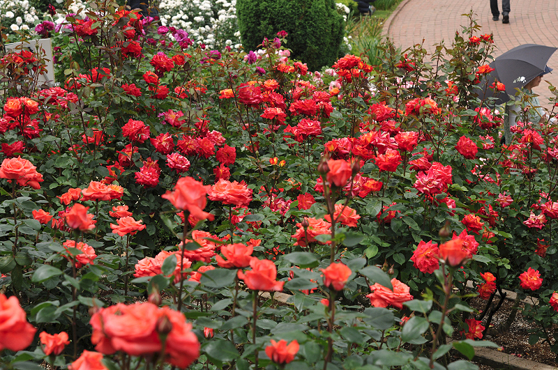 image0196