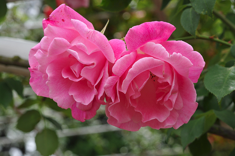 image0198