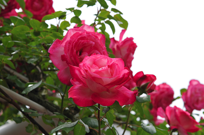 image0199