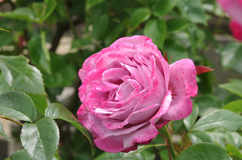 image0204