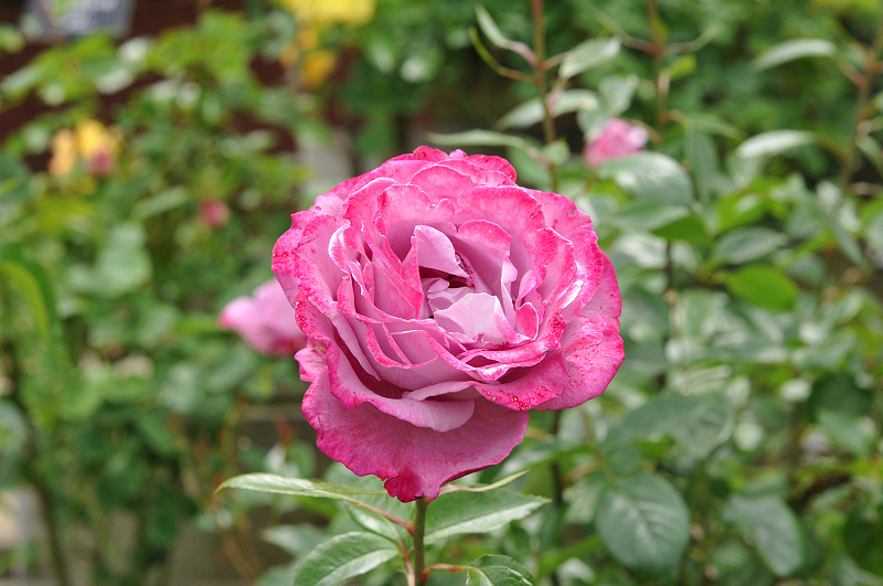 image0206