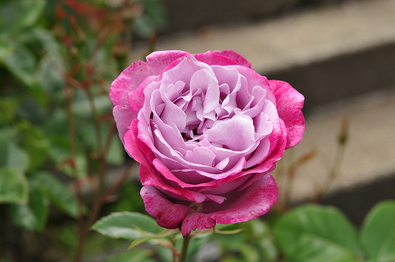 image0207