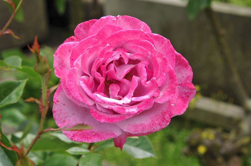 image0208