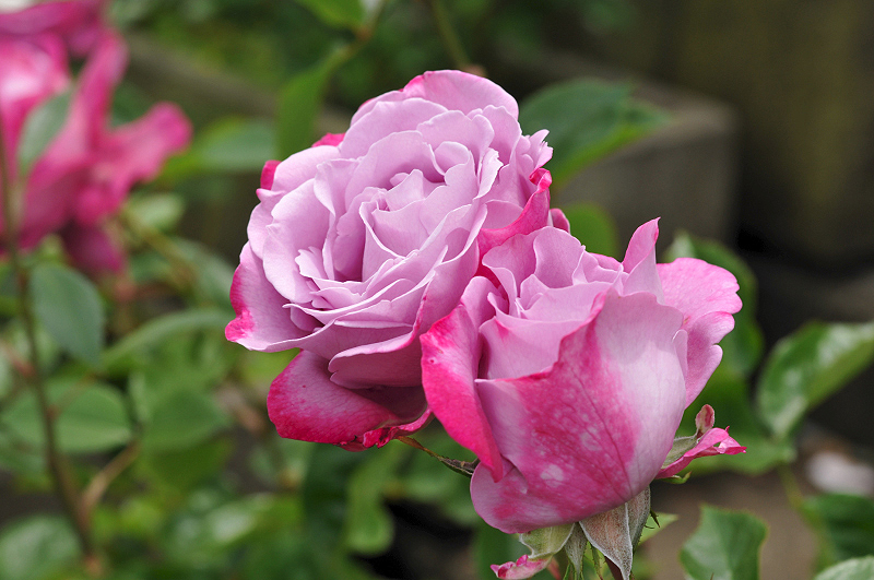 image0209
