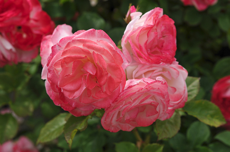 image0214
