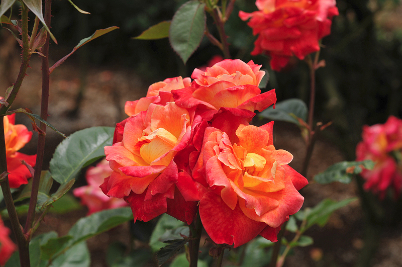 image0216