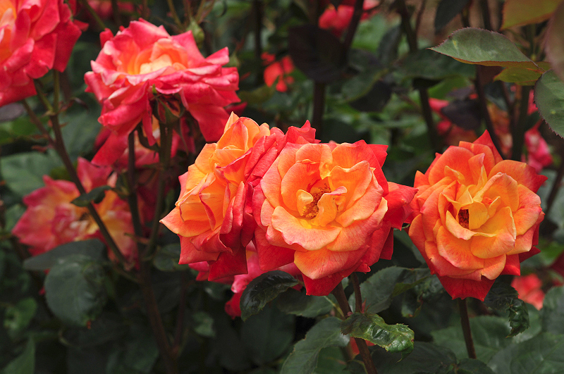 image0217