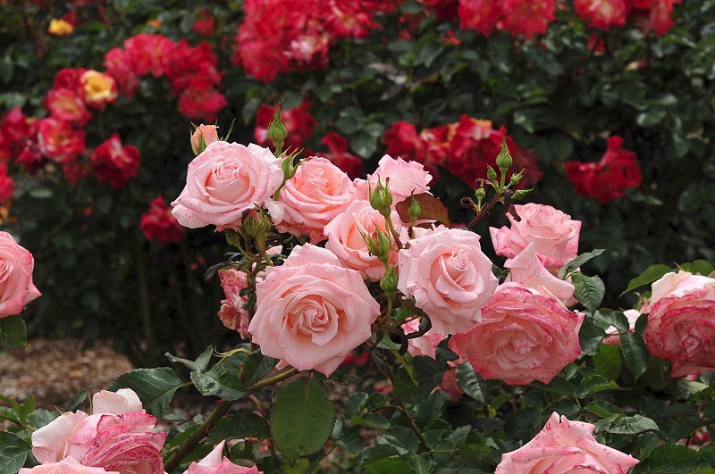 image0219