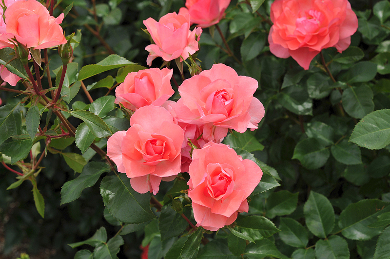 image0221