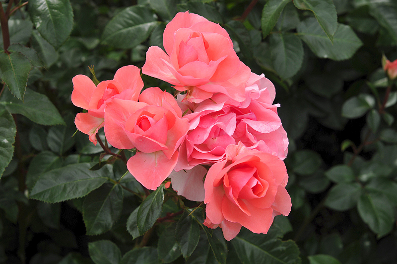 image0222
