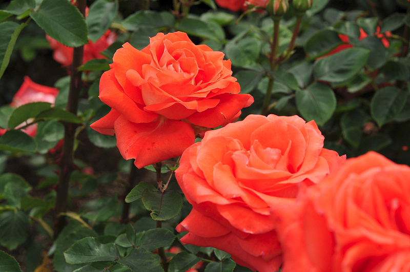 image0227