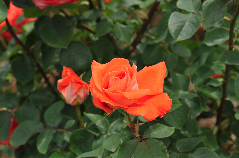 image0229