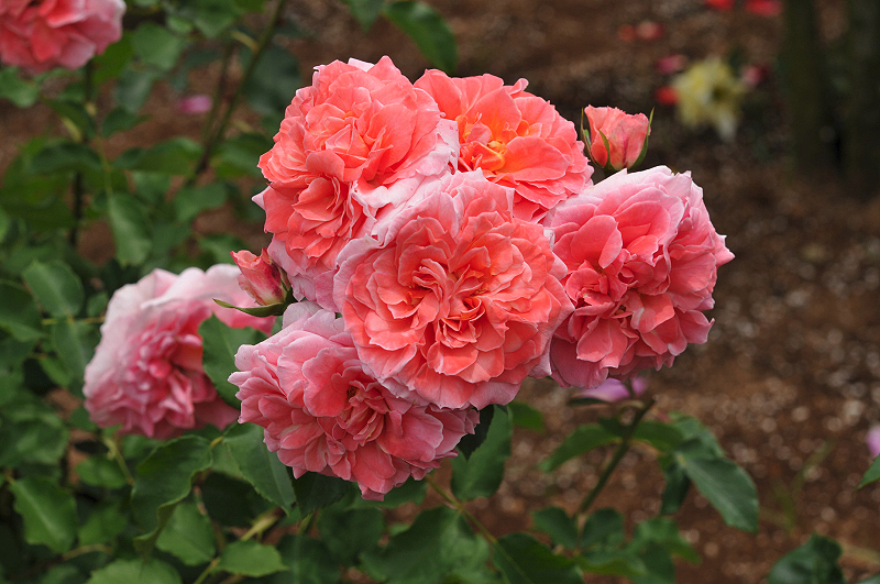 image0230