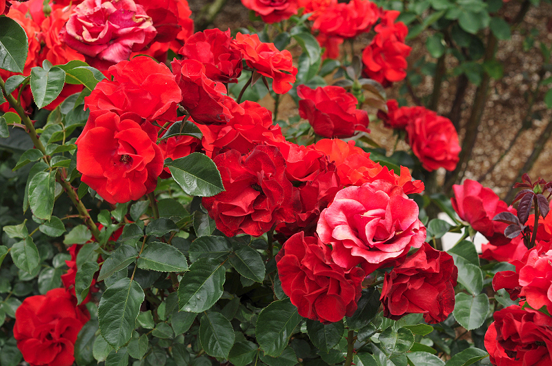 image0231