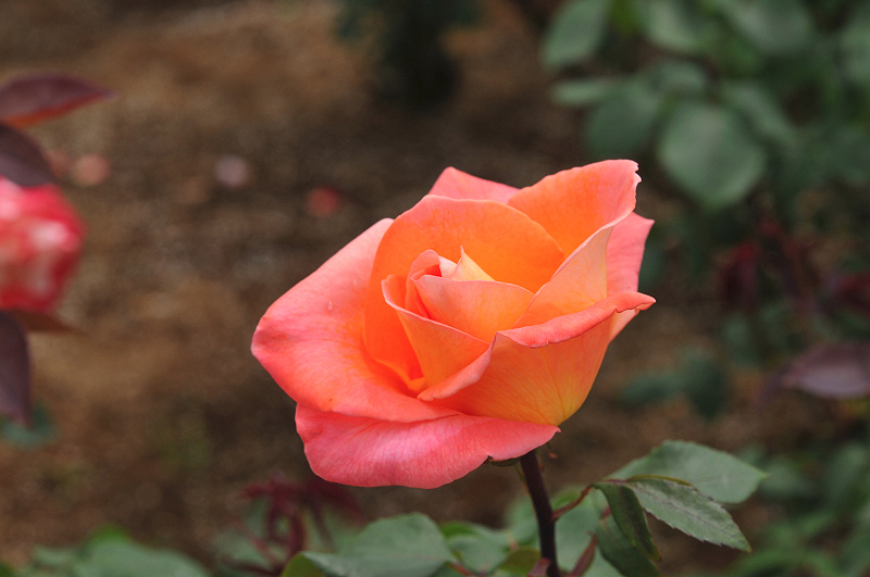 image0232