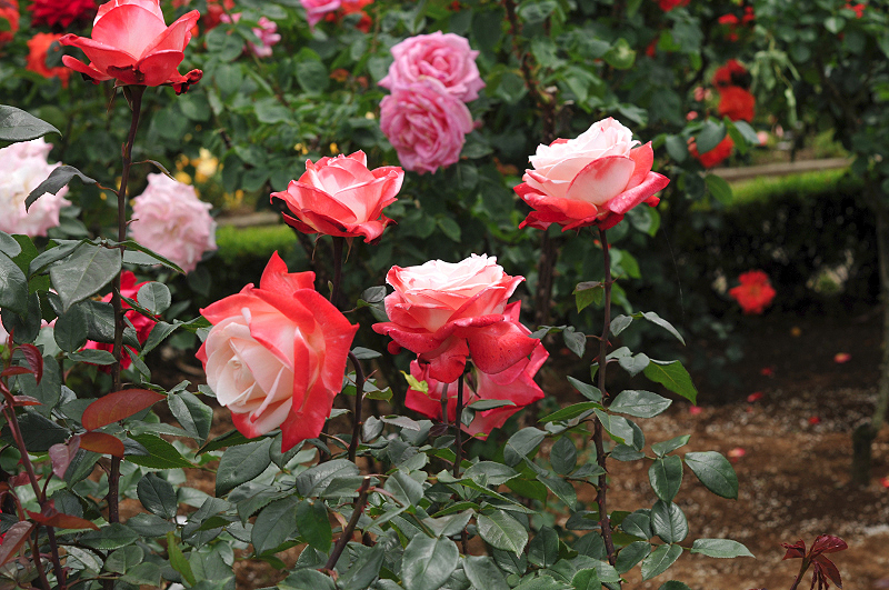 image0233