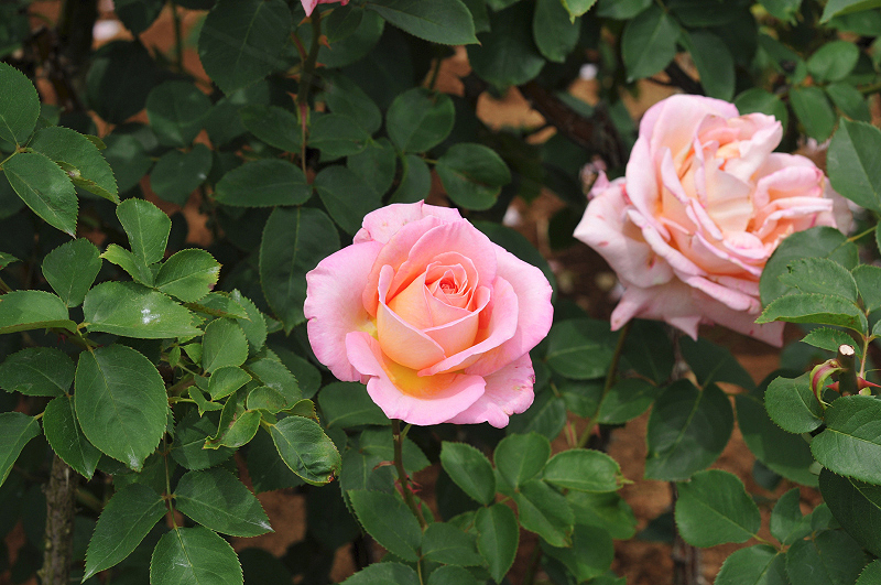 image0235