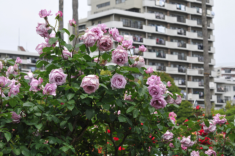 image0236