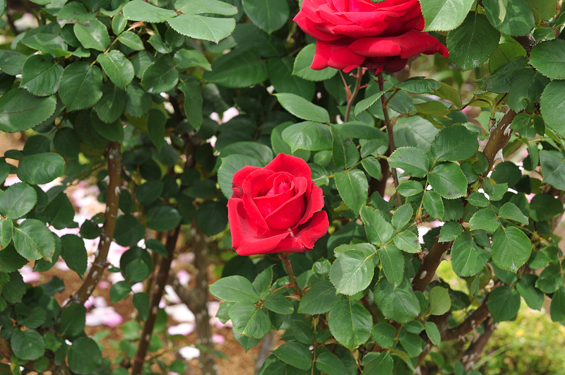 image0237