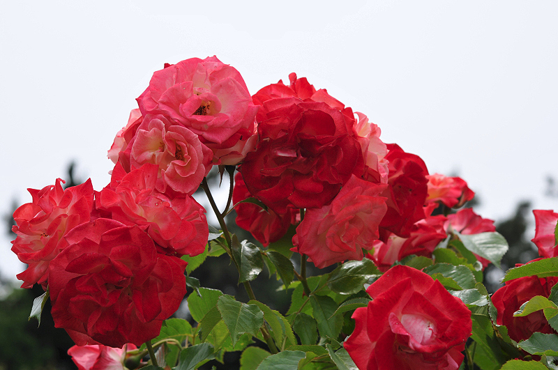 image0238