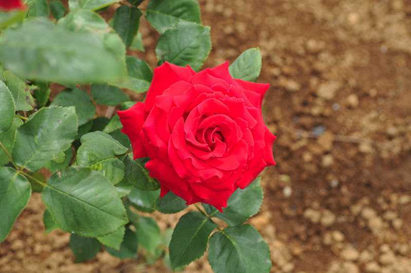 image0239