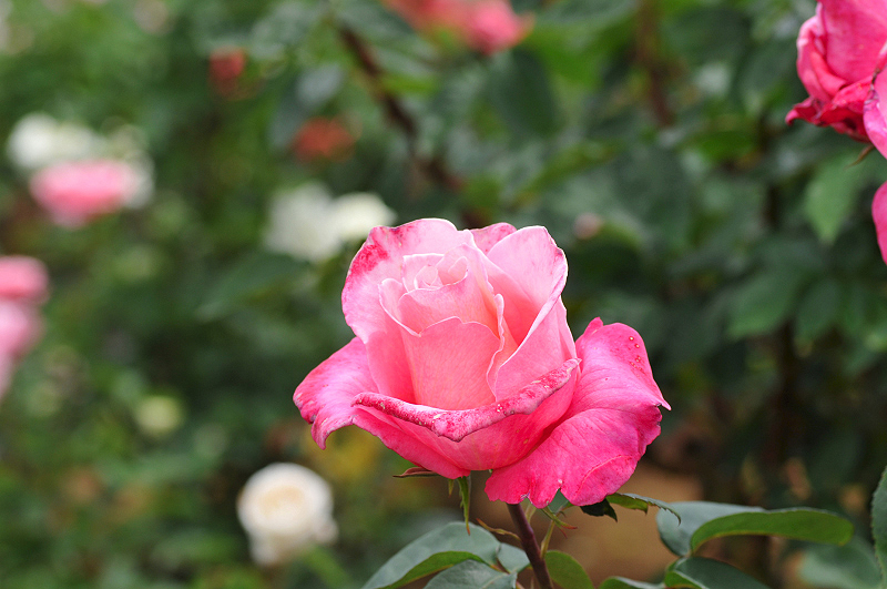 image0240