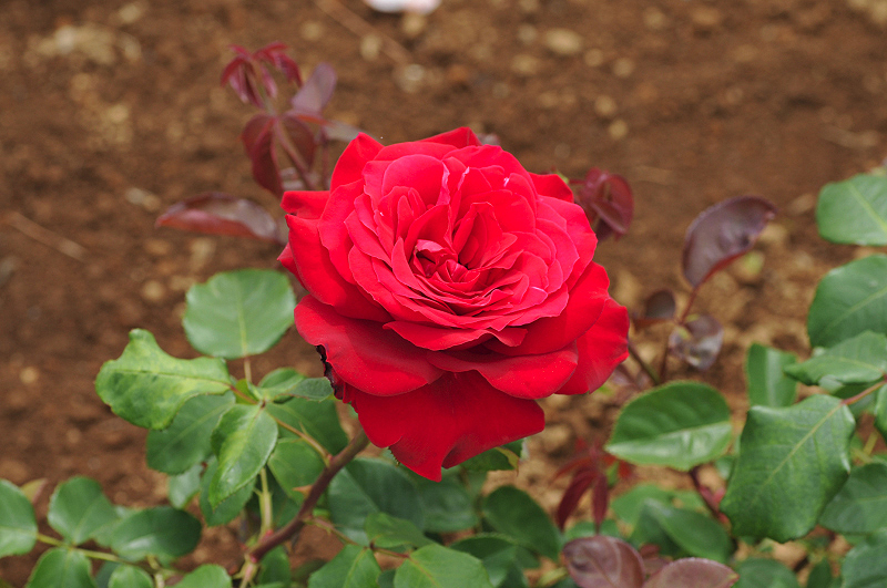 image0242