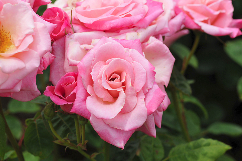 image0243