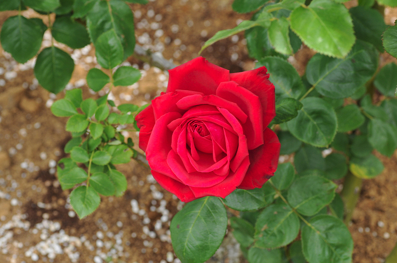 image0245