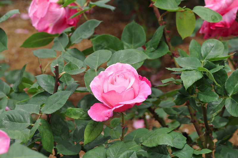 image0247