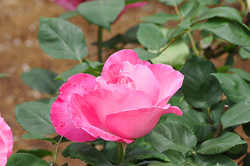 image0248