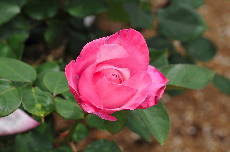 image0249