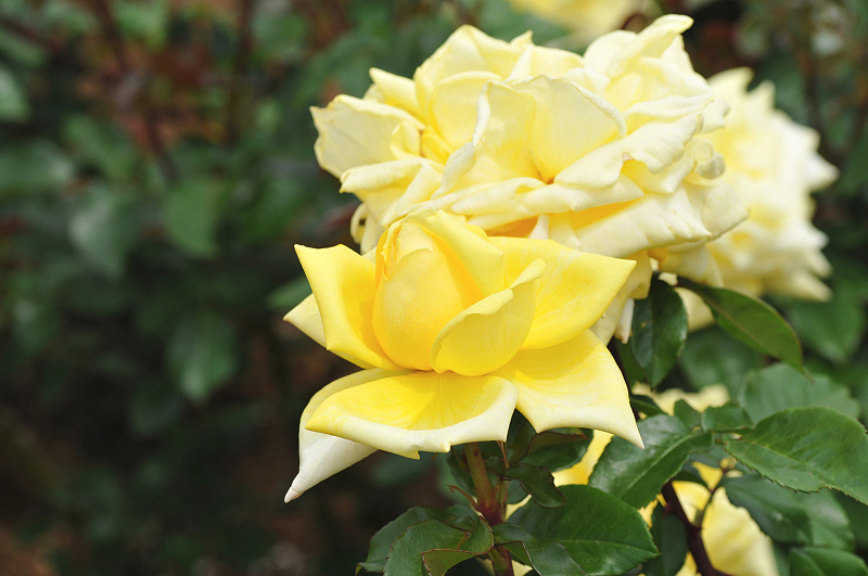 image0250