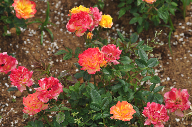 image0251