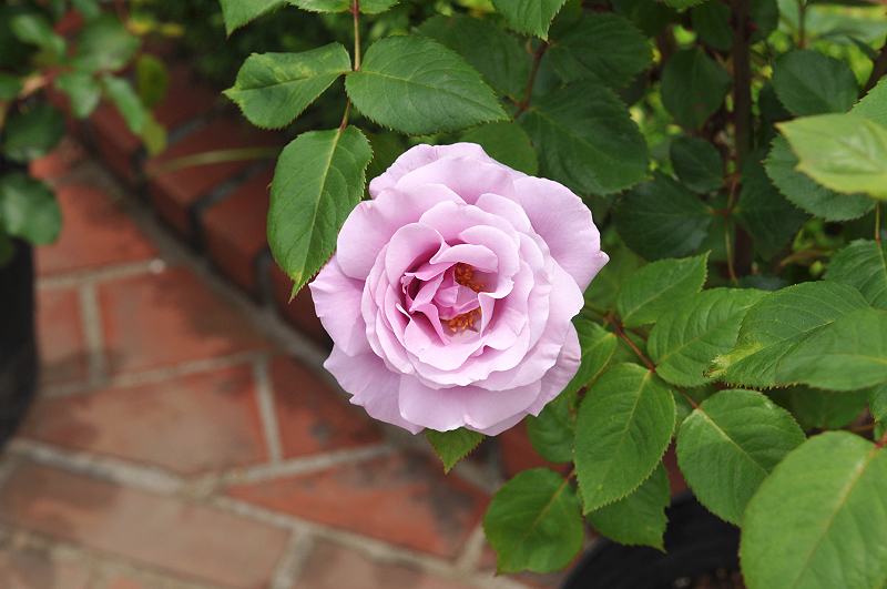 image0252