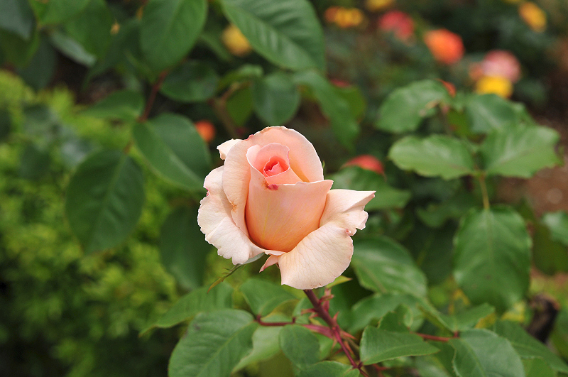 image0253