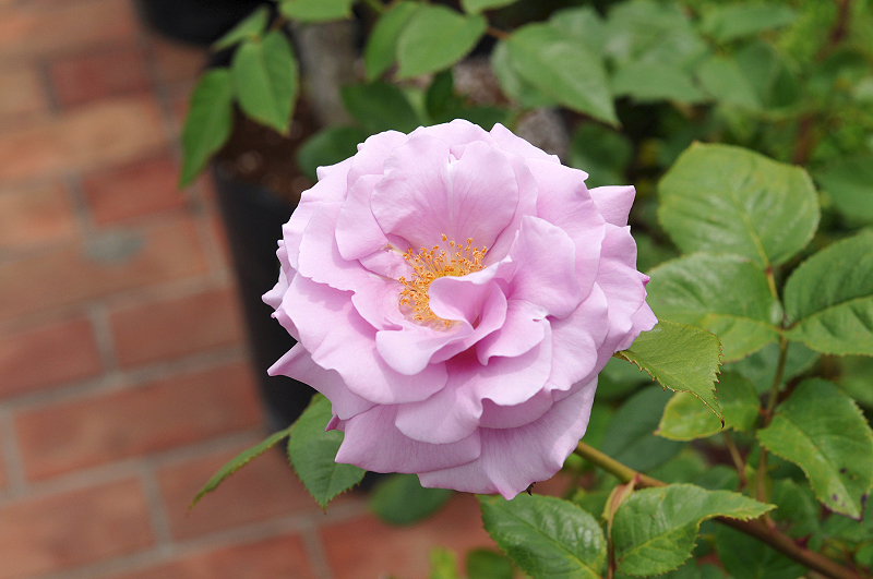 image0256