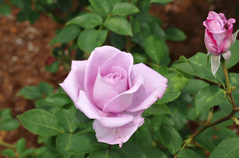 image0259