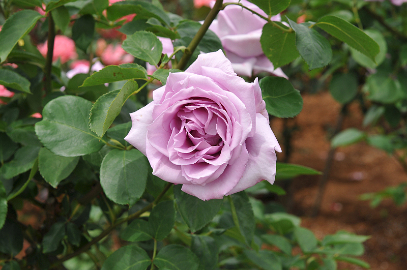image0260